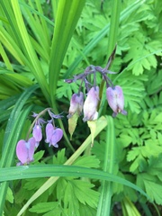 Dicentra formosa formosa