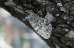 Hipparchia aristaeus