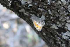 Hipparchia aristaeus