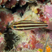 Blackstriped Cardinalfish - Photo (c) David R, some rights reserved (CC BY-NC), uploaded by David R