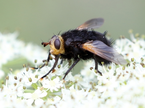 Yellow-faced Fly, photo 7 of 9