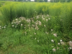 Saponaria officinalis