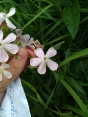 Saponaria officinalis