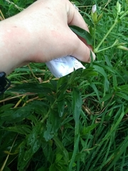 Saponaria officinalis