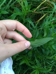 Saponaria officinalis