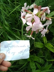 Saponaria officinalis