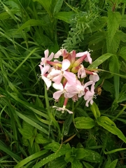 Saponaria officinalis