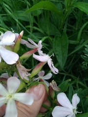 Saponaria officinalis