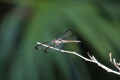 Libellula axilena