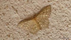 Idaea moniliata