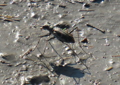 Ellipsoptera marginata