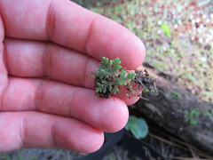 Azolla caroliniana