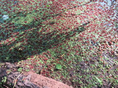 Azolla caroliniana