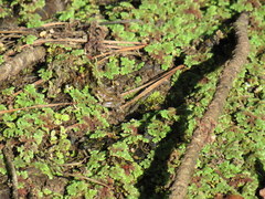 Azolla caroliniana
