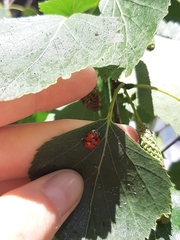 Harmonia axyridis