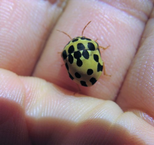 Brownspotted Shield Bug