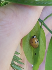 Harmonia axyridis