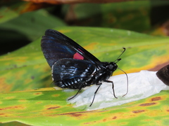 Mimoniades nurscia