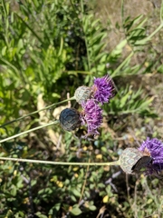 Centaurea scabiosa apiculata