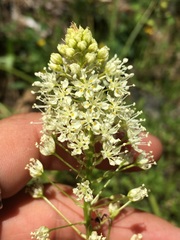 Toxicoscordion venenosum