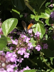 Cylindromyia bicolor