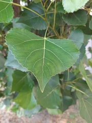 Populus nigra