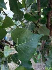 Populus nigra