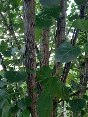 Populus nigra