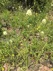 Toxicoscordion venenosum