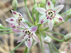 Allium membranaceum