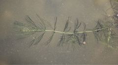 Ceratophyllum submersum