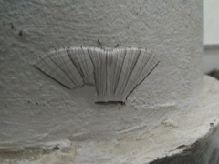 Strophidia caudata