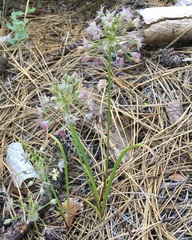 Allium membranaceum