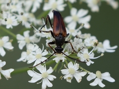 Pedostrangalia pubescens