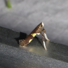 Caloptilia umbratella