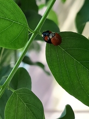 Harmonia axyridis