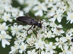 Pedostrangalia pubescens
