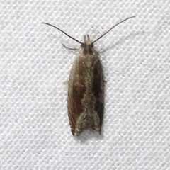 Ancylis diminuatana