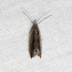 Ancylis diminuatana