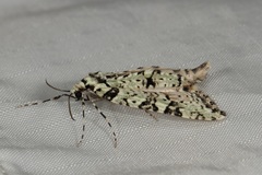 Danielaparra fragmentata