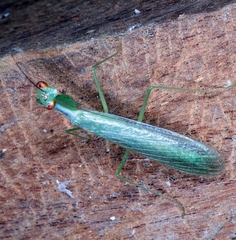 Microphotina