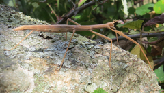 Clonopsis gallica