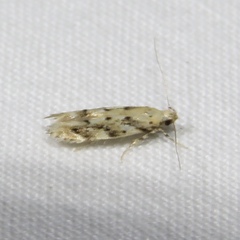 Coleotechnites coniferella