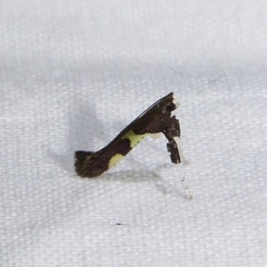 Caloptilia umbratella