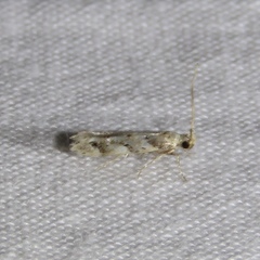 Coleotechnites coniferella