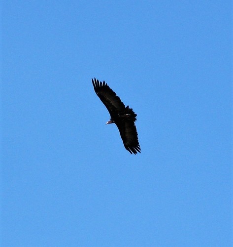 Hooded Vulture