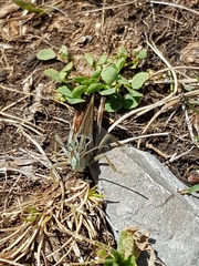 Stenobothrus rubicundulus