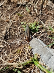 Stenobothrus rubicundulus