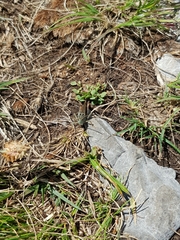 Stenobothrus rubicundulus