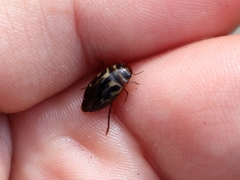 Platambus maculatus